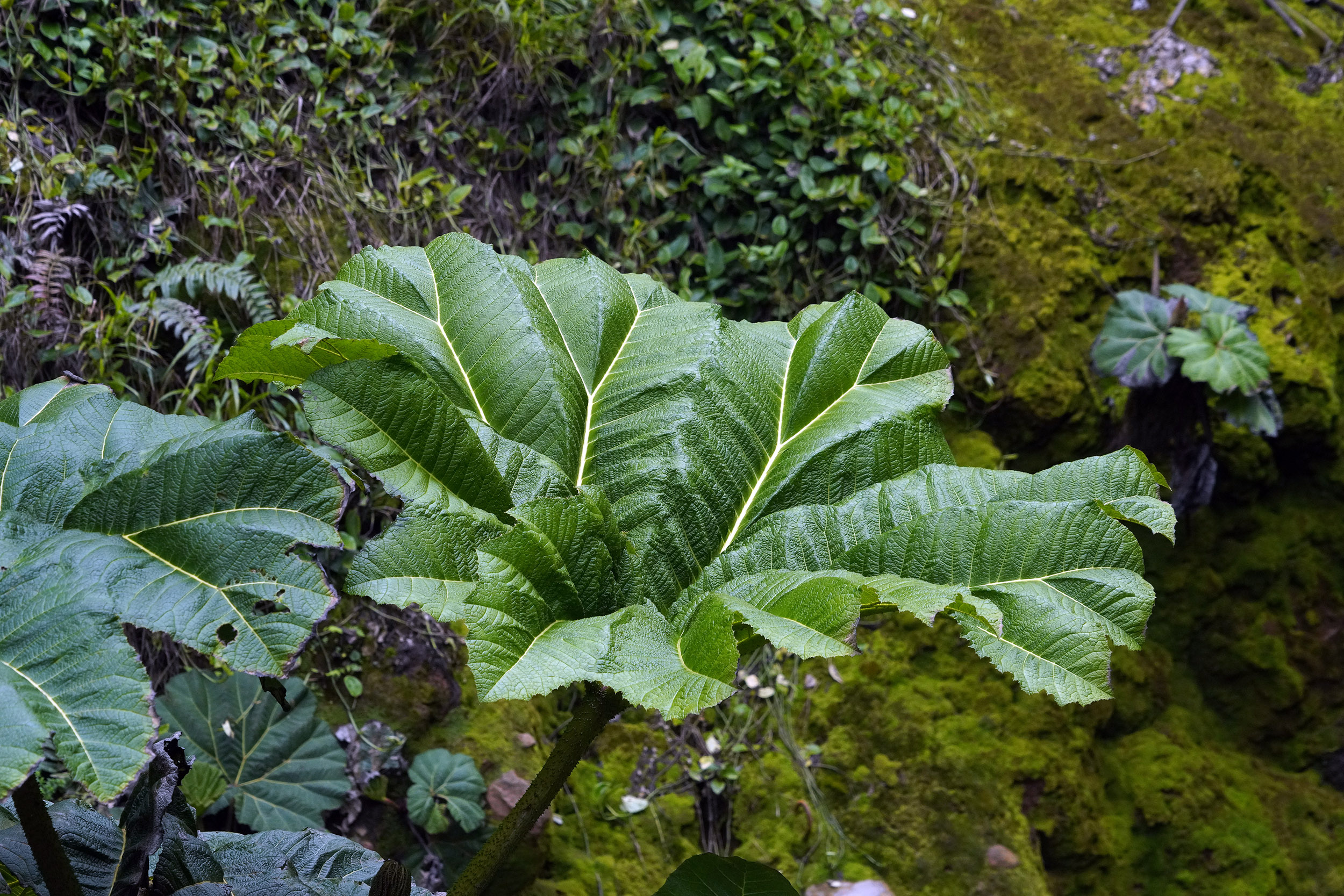Costa Rica - Février 2025
